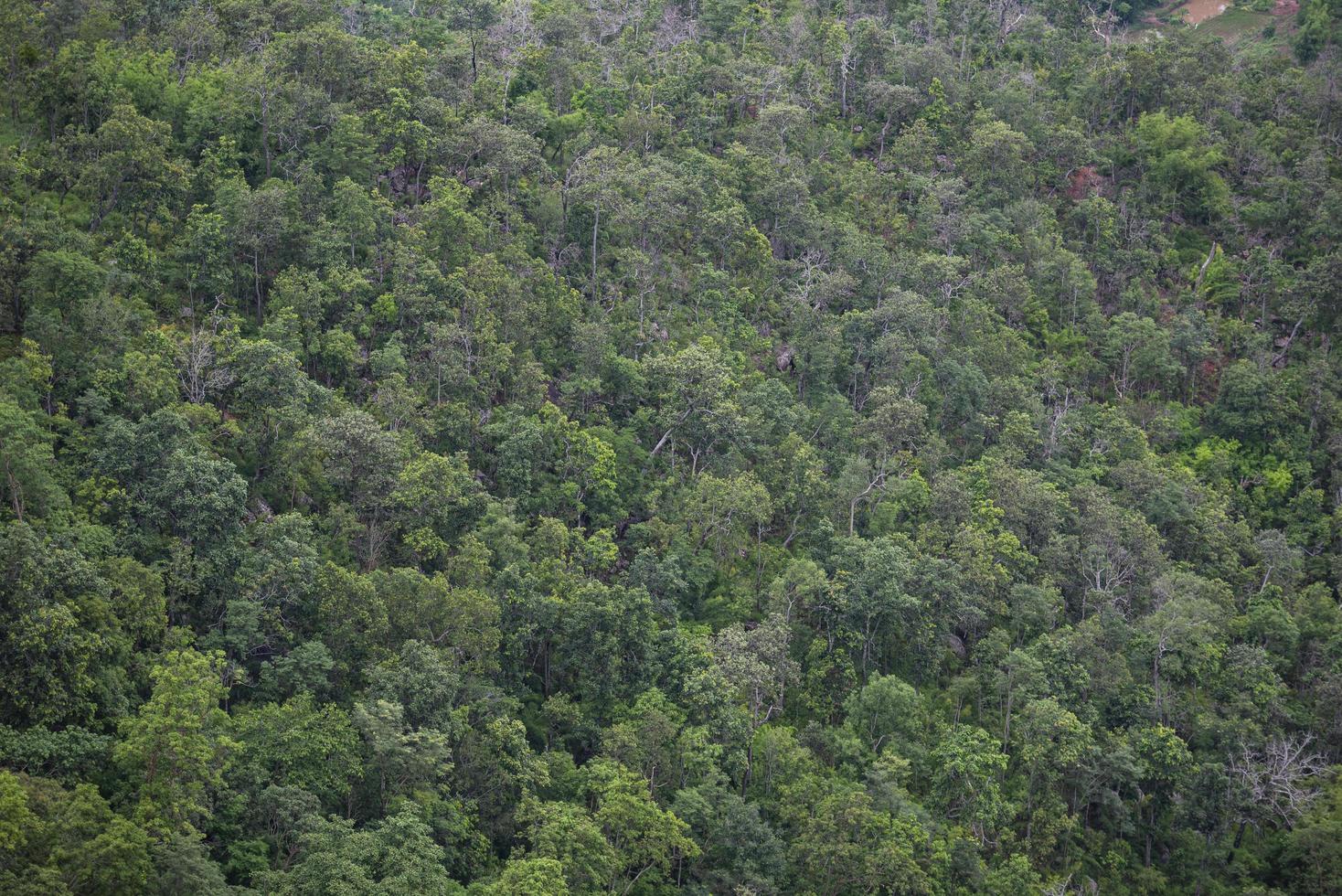 Luftaufnahme Waldbäume Hintergrund - Dschungel Natur grüner Baum auf der Bergdraufsicht, Waldlandschaft Landschaft des Flusses in Südostasien tropische Wildnis foto