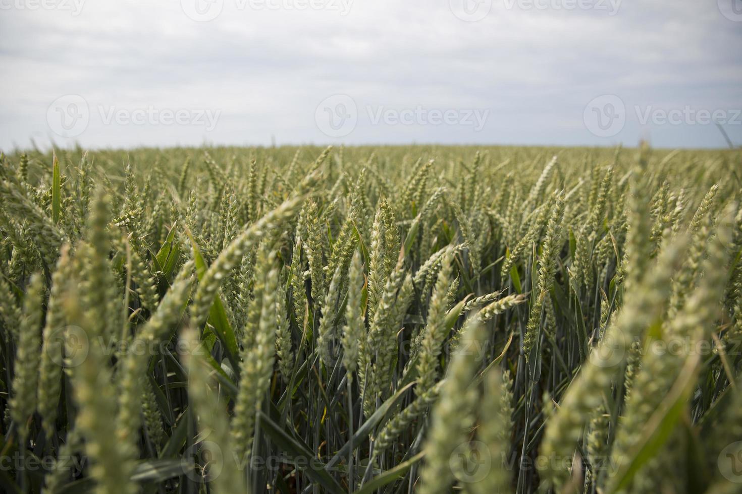 Landwirtschaft | Maisfeld in Holland foto