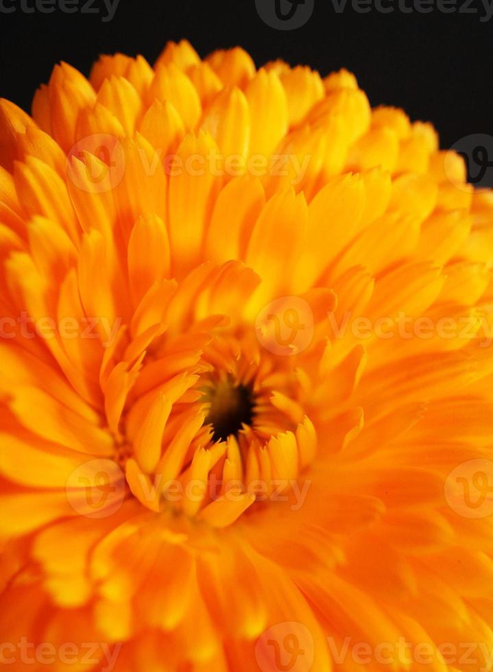 orange Ringelblume foto