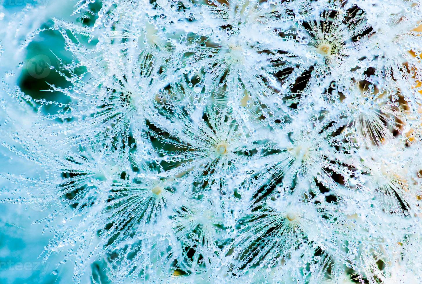 Viele Tautropfen auf Löwenzahn am Morgen der Frühlingssaison. schöne wassertropfen auf weißer blume. Makroaufnahme Detail von Tautropfen auf Löwenzahn im Bio-Garten. abstrakter hintergrund der natur. foto