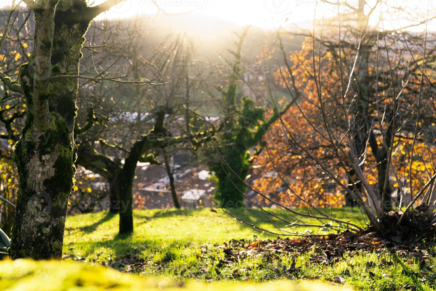 Baumstamm bedeckt mit grünem Moos auf unscharfem Hintergrund Blattloser Baum und grünes Gras im Park auf dem Berg in der Nähe des Dorfes im Tal. Schönheit in der Natur. Naturtapete. umwelt tag hintergrund. foto