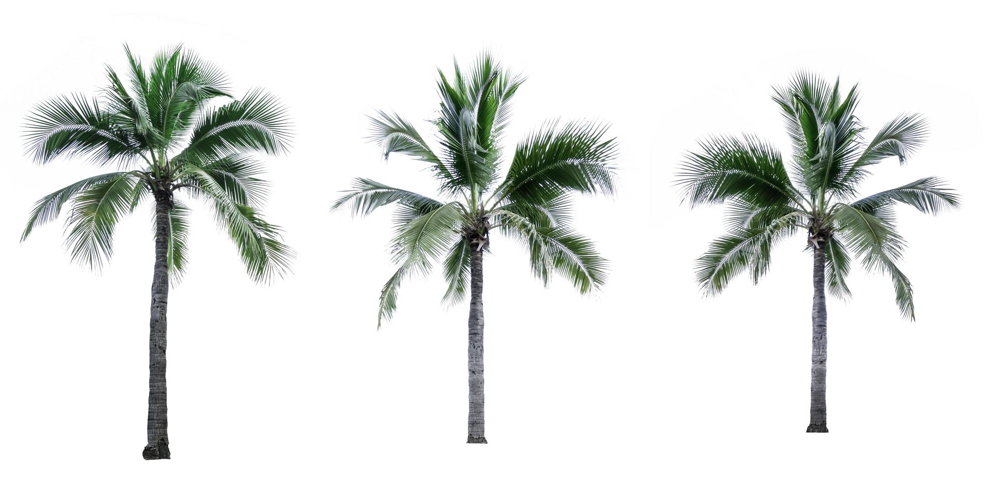 Satz von Kokospalmen isoliert auf weißem Hintergrund. Palme. tropische Palme. foto