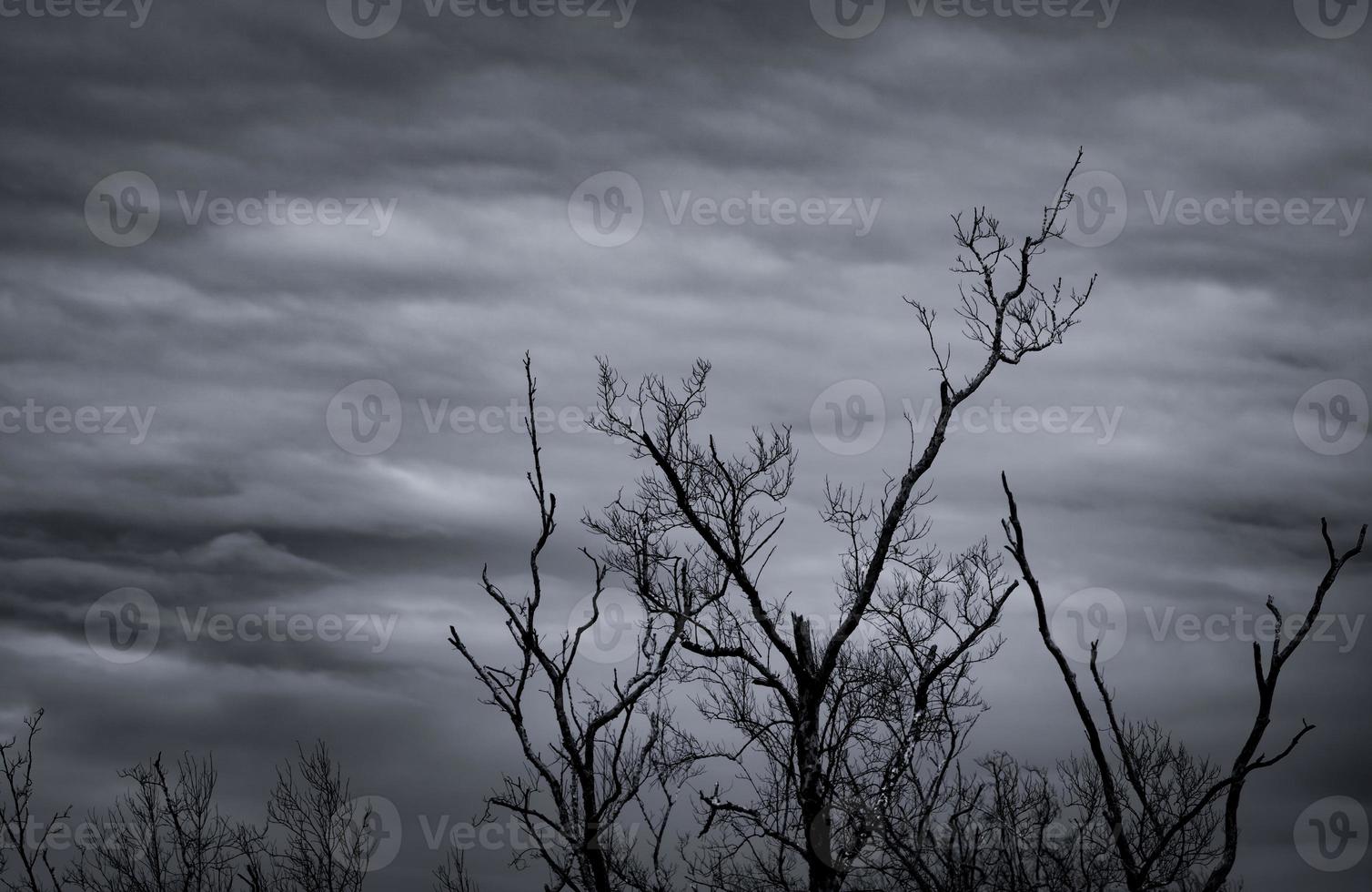 Silhouette toter Baum auf dunklem, dramatischem Himmel und weißem Wolkenhintergrund für Tod und Frieden. Halloween-Tag-Hintergrund. Verzweiflung und hoffnungsloses Konzept. traurig von der Natur. Tod und trauriger Emotionshintergrund. foto