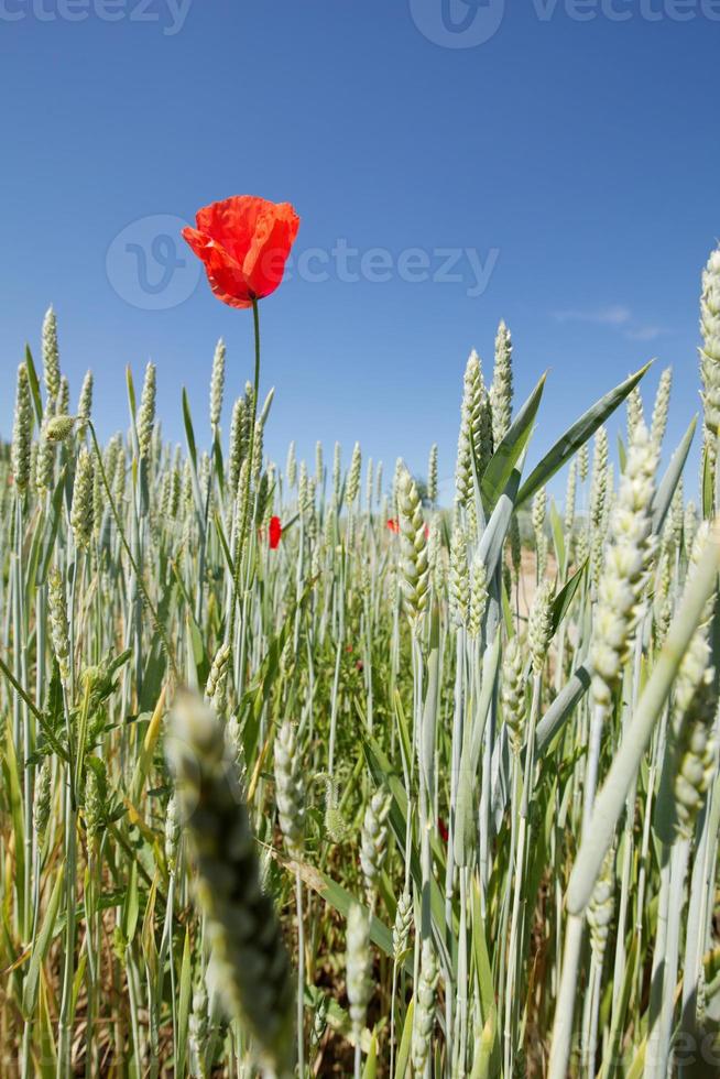 Mohn auf einem Weizenfeld foto