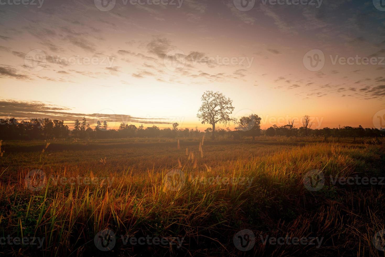 Landschaft des Reisfeldes mit Sonnenlicht am Morgen. geerntetes Reisfeld und Grasblume. landwirtschaftlicher Bereich. Schönheit in der Natur. geerntetes Reisfeld im Sommer in Thailand. Tropisches Wetter. foto