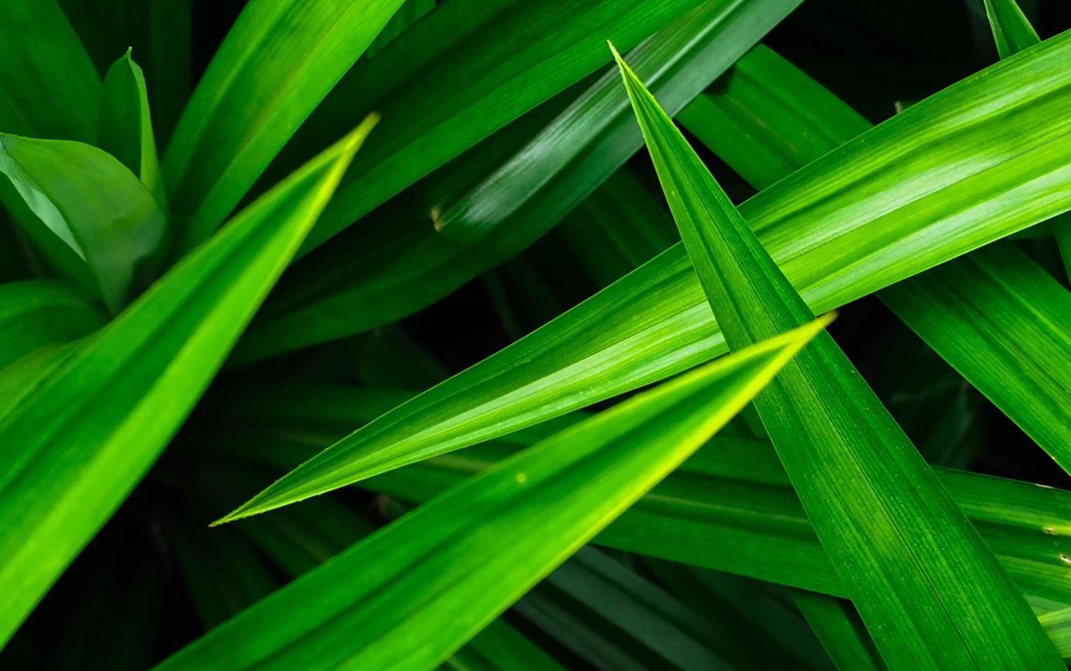 Nahaufnahme Pandanblätter Textur Hintergrund. grüne blätter mit schönem muster im dschungel für organisches konzept. natürliche pflanze im tropischen garten. Naturhintergrund. Pandanus aromatisches Blatt. foto