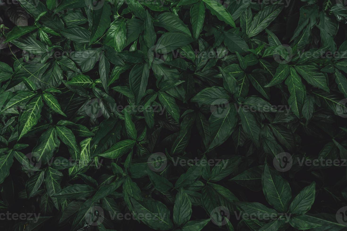 Selektiver Fokus auf dunkelgrüne Blätter im Garten. smaragdgrüne Blattstruktur. abstrakter hintergrund der natur. Tropenwald. oben ansicht von dunkelgrünen blättern mit natürlichem muster. tropische Pflanze. foto