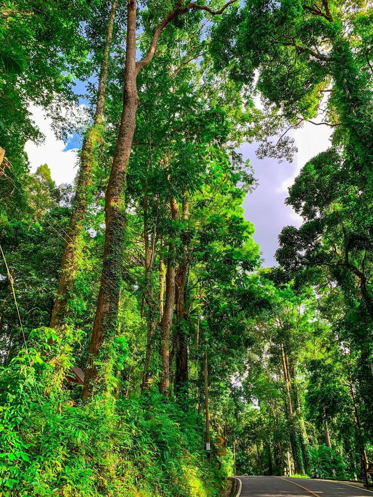 Unteransicht des grünen Baumes im tropischen Wald mit Sonnenschein. Ansicht von unten Hintergrund des Baums mit grünen Blättern und Sonnenlicht am Tag. hoher Baum im Wald. Dschungel in Thailand. asiatischer tropischer Wald foto
