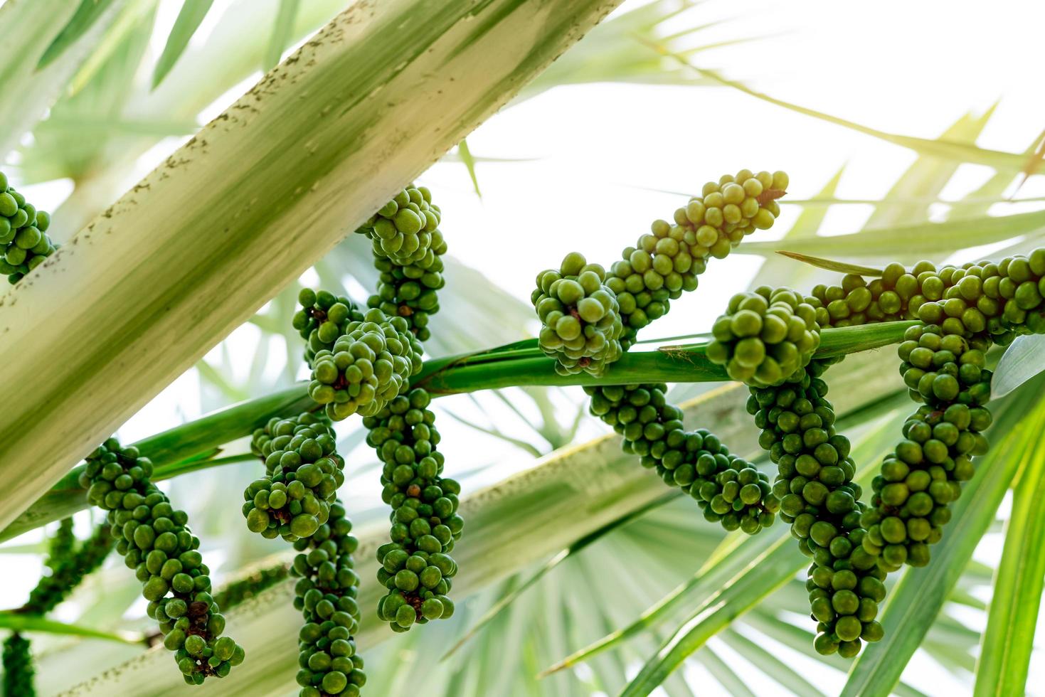 Bismarckia nobilis im Garten. Closeup runde grüne rohe Frucht der Bismarck-Palme. immergrüne Palme. Palme zum Dekorieren von Hotel- oder Resortgärten. Zierpflanze. Palmenplantage und Landwirtschaft. foto
