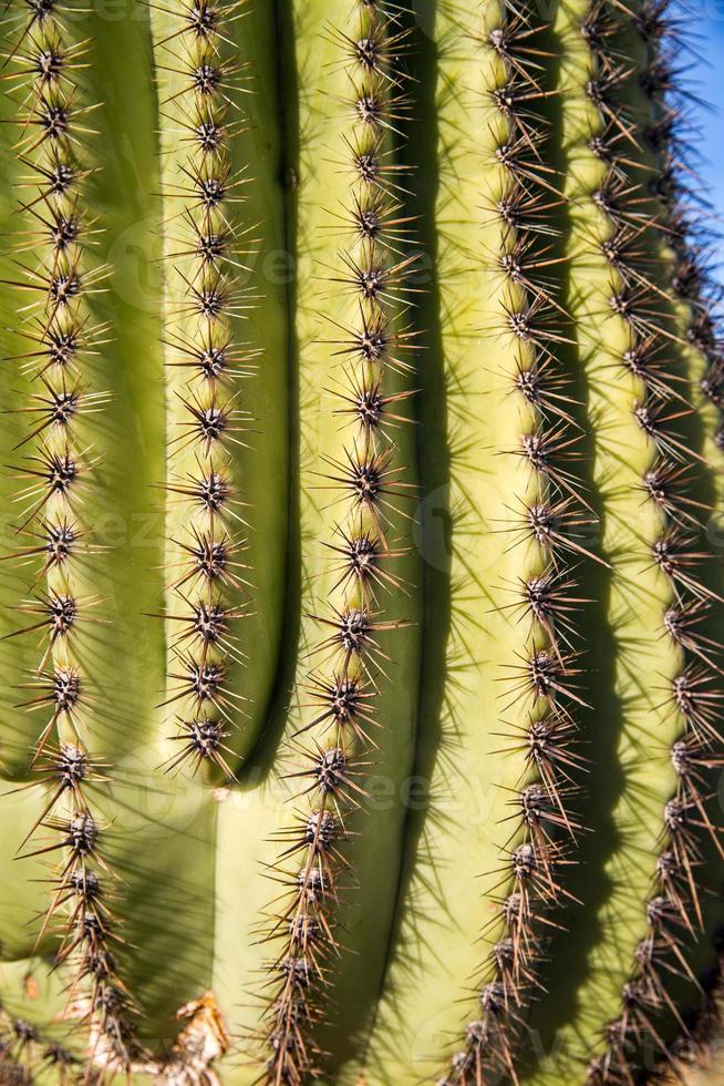 Saguaro-Kaktus-Stacheln foto