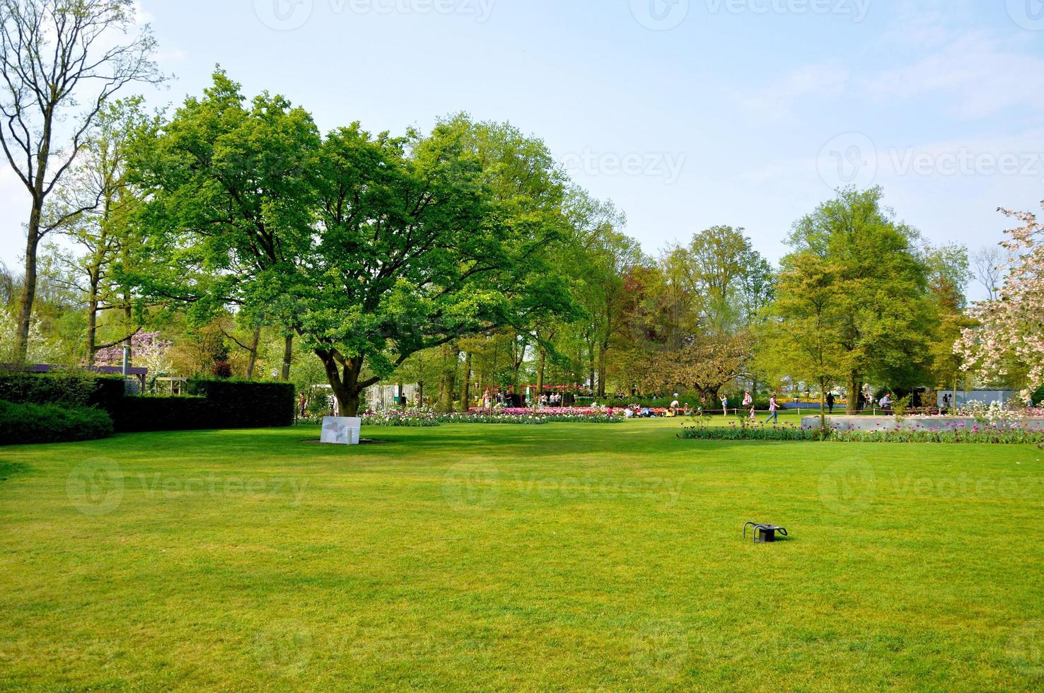 Grünes Feld mit einem Baum im Keukenhof-Park in den Niederlanden foto