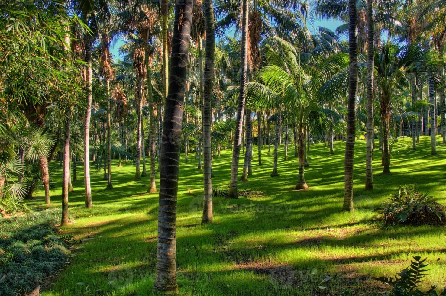 Palmen im Dschungel, Teneriffa, Kanarische Inseln foto