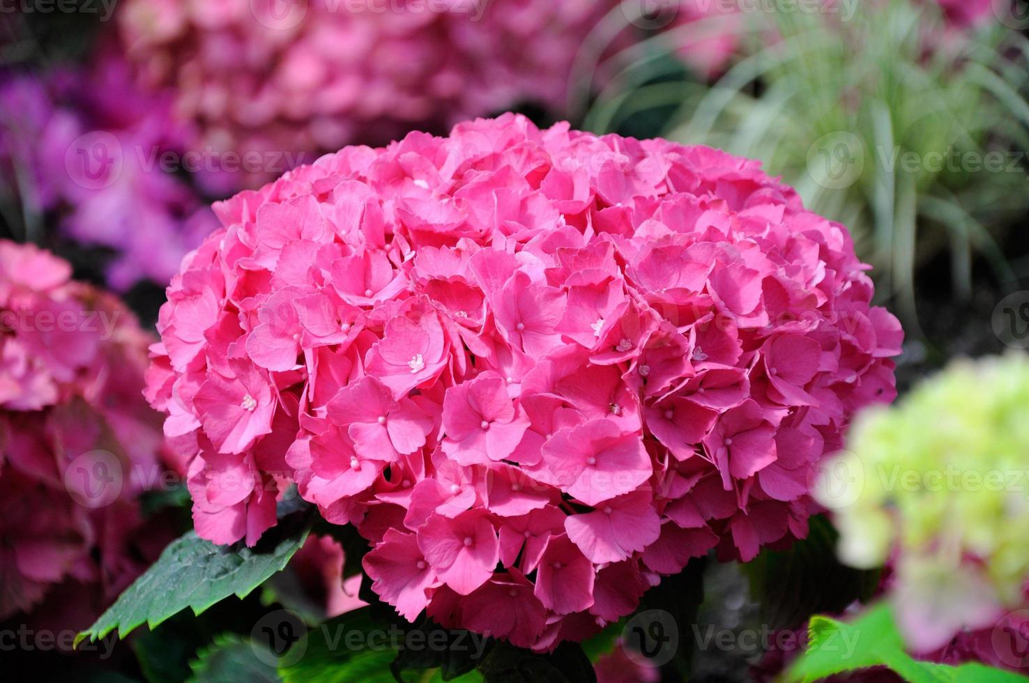 Schöne rosa Hortensienblüten im Palmengarten, Frankfurt am Main, Hessen, Deutschland foto