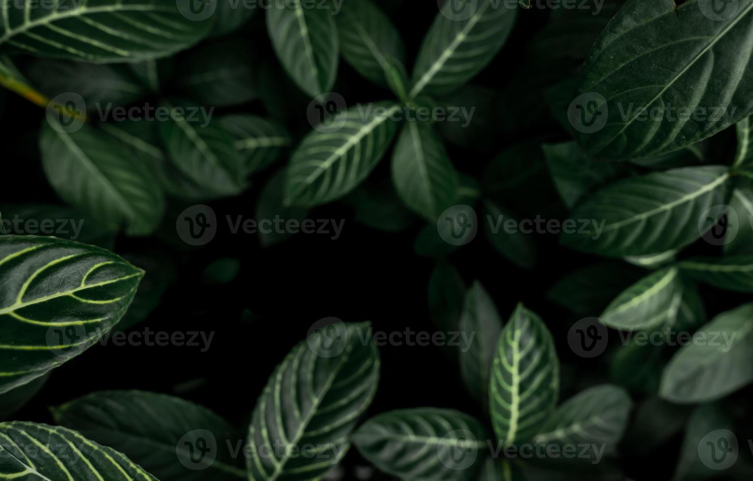 grüne Blätter Textur Hintergrund. dichte dunkelgrüne Blätter im Dschungel. abstrakter hintergrund der natur. Pflanze im tropischen Wald. exotische Pflanze im Garten. organische Tapete. Laubmuster. tropisches Grün. foto