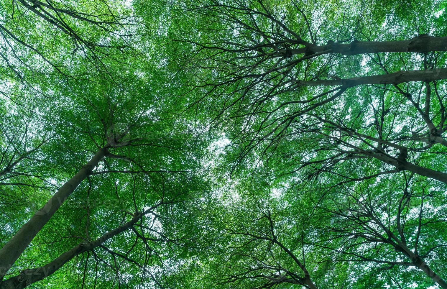 Unteransicht des Baumstamms zu grünen Blättern des Baums im tropischen Wald. frische Umgebung im Park. grüne pflanze gibt sauerstoff im sommergarten. Wald ist Lunge für menschliches Konzept. atmen sie frische luft konzept. foto