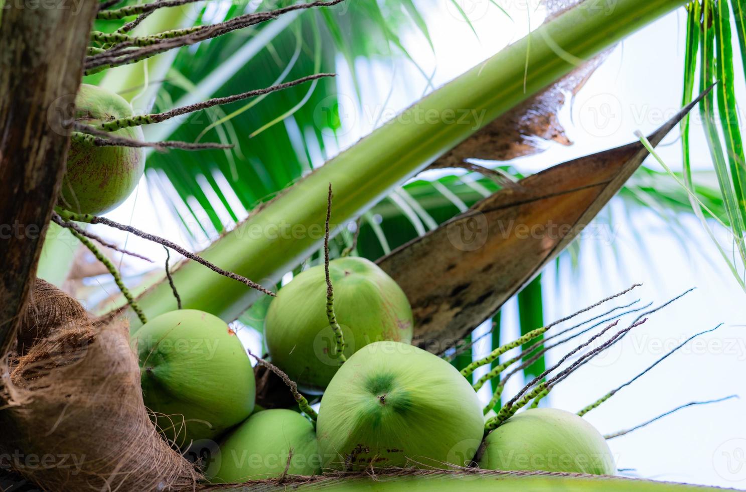 Bündel Kokosnuss auf Kokospalme. Tropische Frucht. Palme mit grünen Blättern und Früchten. Kokospalme in Thailand. Kokosnussplantage. Landwirtschaft Bauernhof. Bio-Getränk für den Sommer. exotische Pflanze. foto