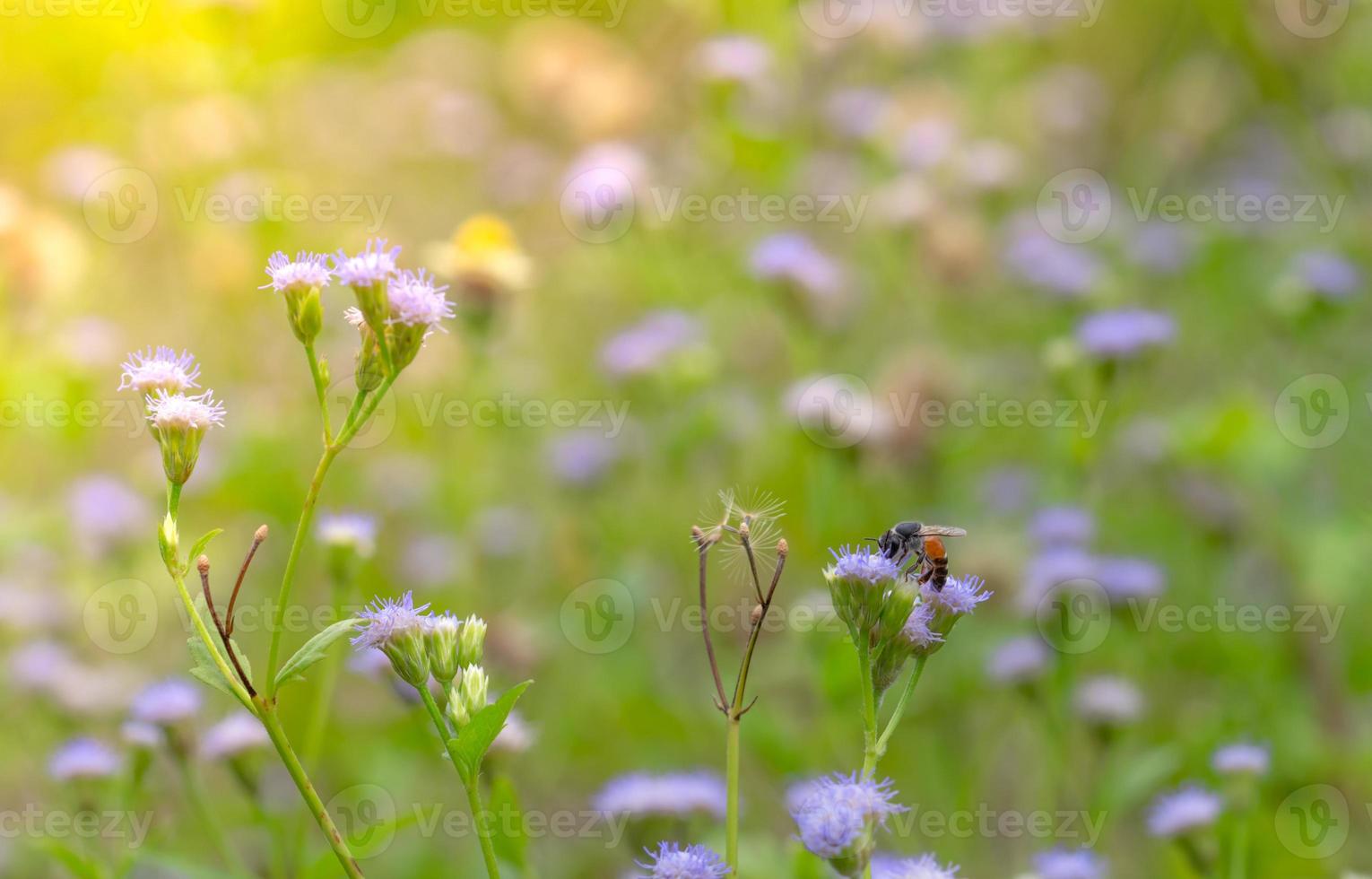 Biene in säugendem Nektar in lila Grasblume im Garten. hintergrund für spa und entspannendes konzept. grüner und violetter naturhintergrund. Blumenwiese auf dem Land. Blumen blühen im Garten. foto