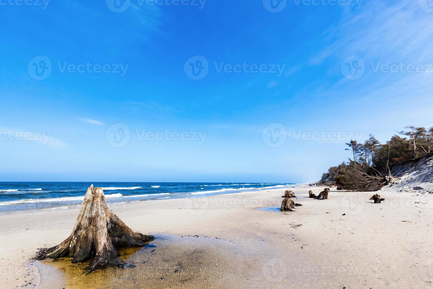 3000 Jahre alte Baumstämme am Strand nach Sturm. slowinski-nationalpark, ostsee, polen foto