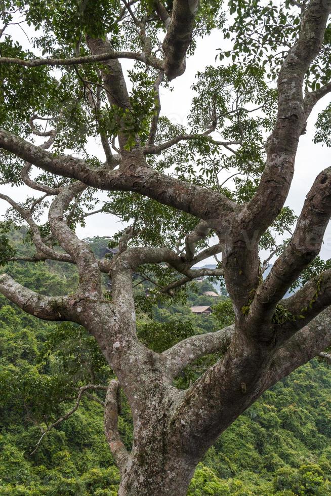 chinesischer dschungel, insel hainan foto