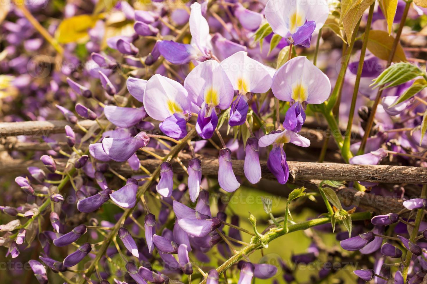 frühlingsrosa blume visteria im garten foto