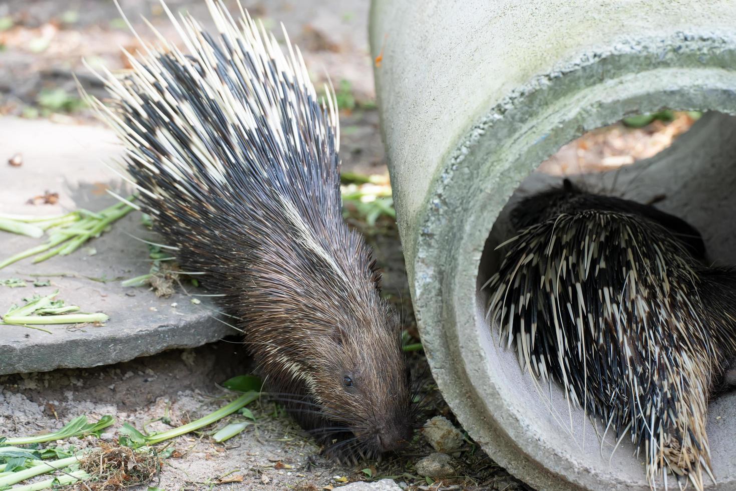 großes stachelschwein, gemeines stachelschwein, ostasiatisches stachelschwein, das im garten nach nahrung sucht. tiererhaltungs- und schutzkonzept für ökosysteme. foto