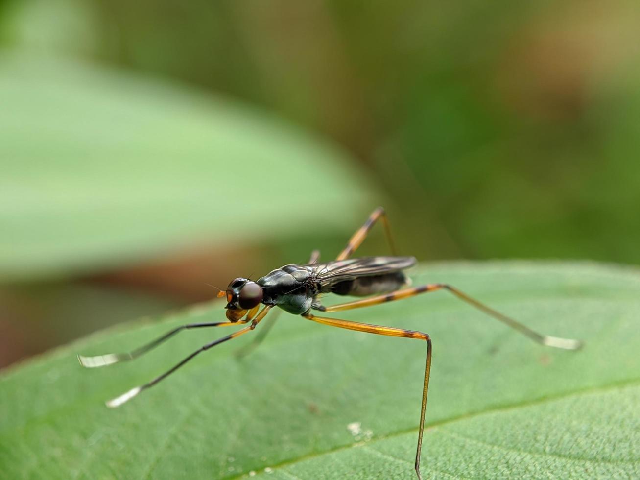 Makrofoto, kleine Insekten auf den Blättern foto