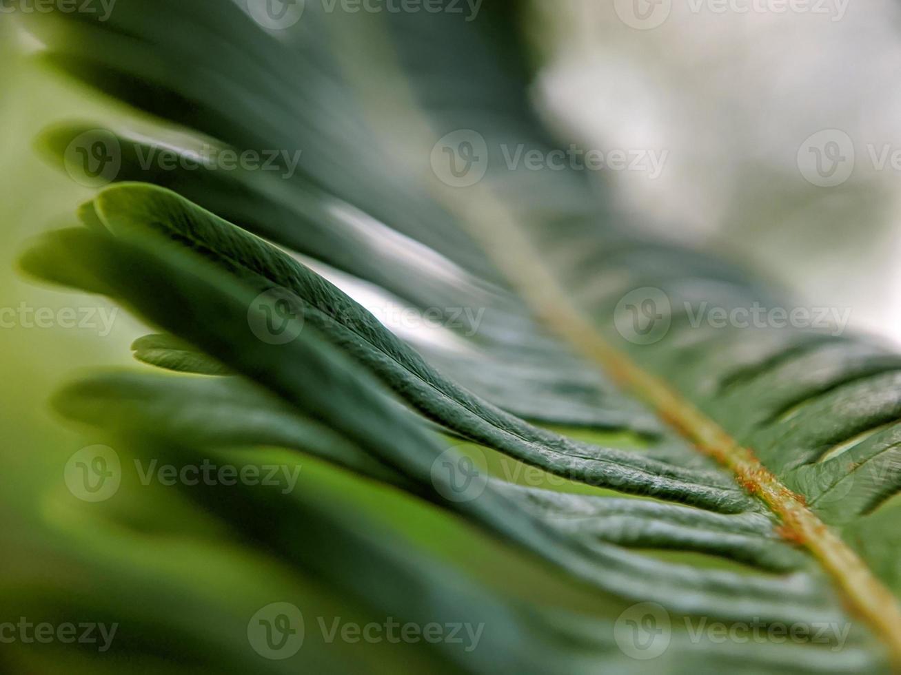 Makrofotos, schöne Details einzigartiger wilder grüner Pflanzen foto