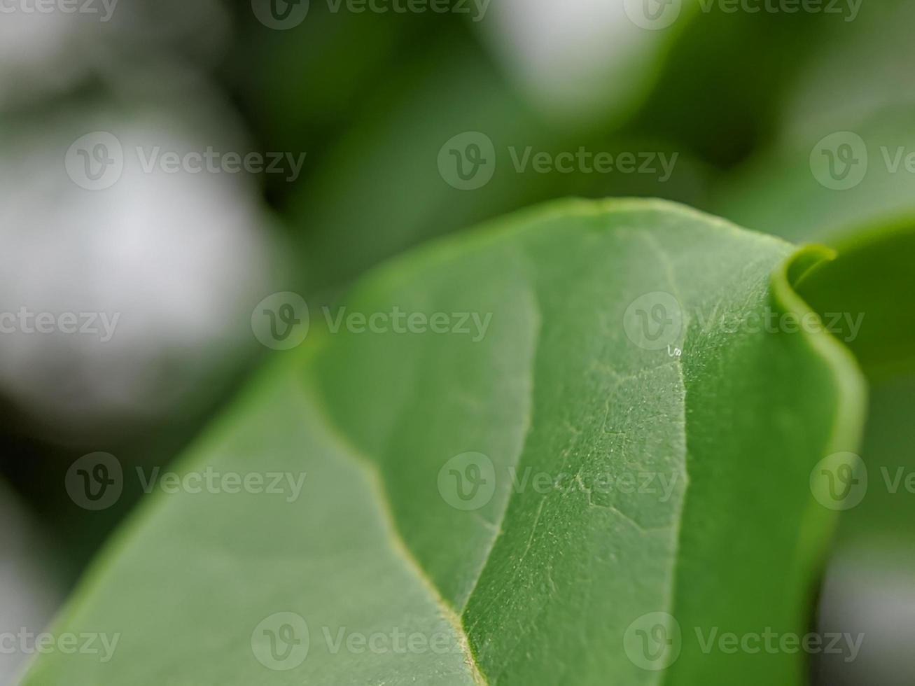 Makrofoto, Fokus, Detail von Wildpflanzenlaub foto