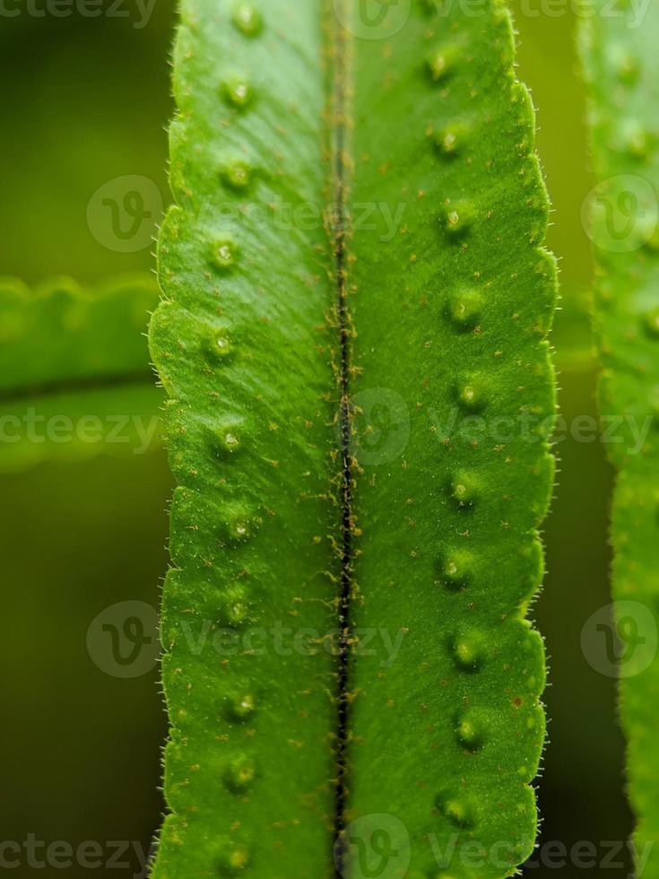 Makrofoto, Fokus, Detail von Wildpflanzenlaub foto