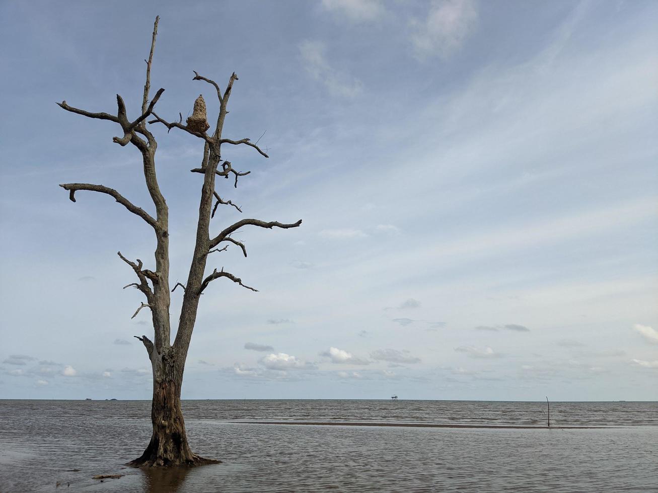 schöne Aussicht auf den Strand und die Bäume foto