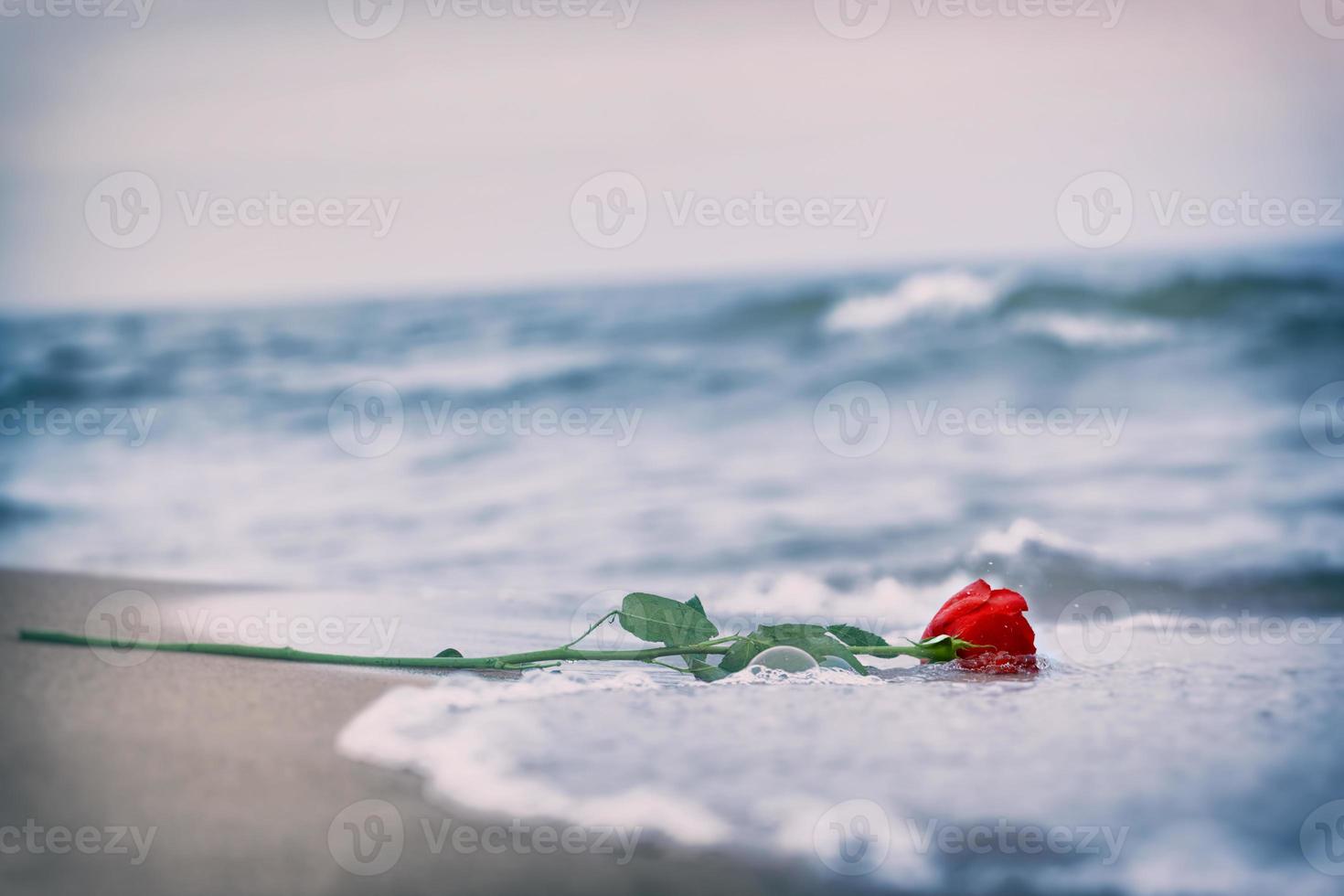 Wellen spülen eine rote Rose vom Strand weg. Jahrgang. Liebe foto