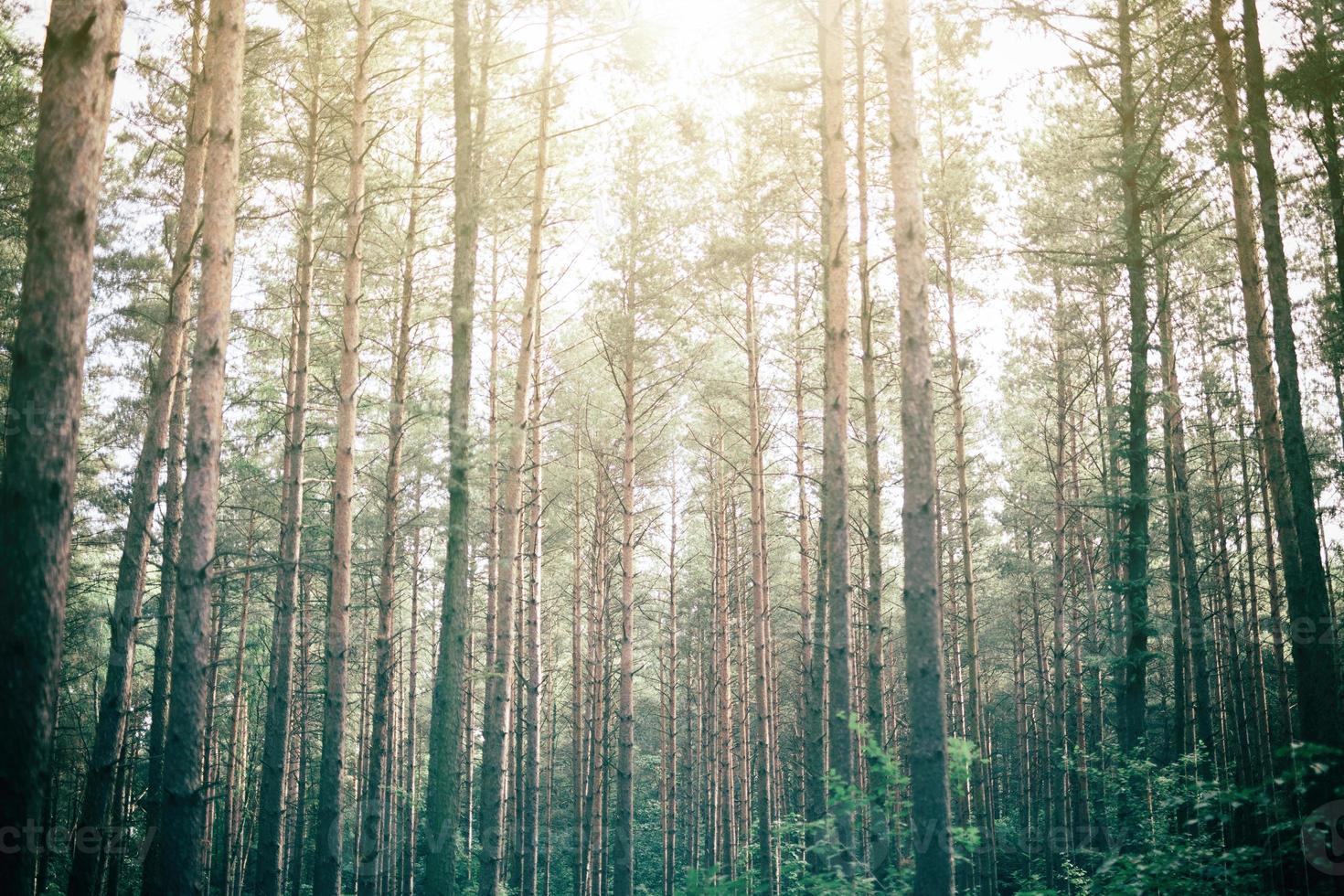 grüner wald mit sonnenlicht, das durch späht foto