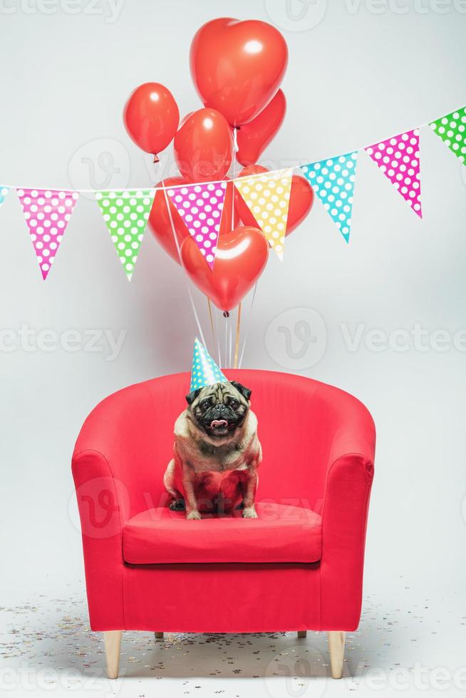 Geburtstag Mops Hund auf einem festlichen Hintergrund. foto