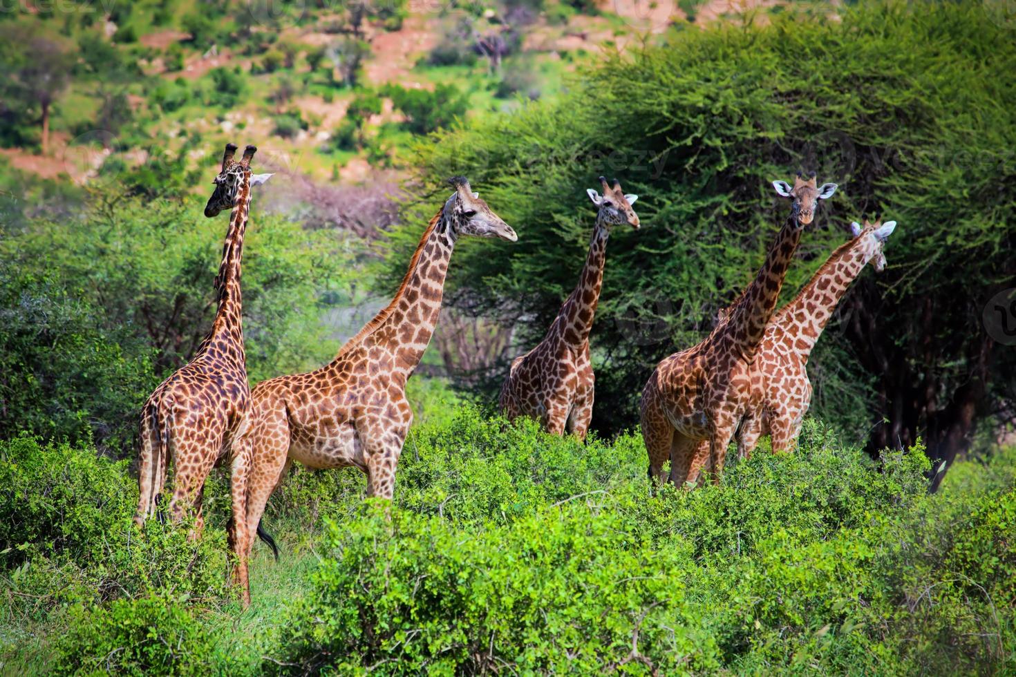 Giraffen in der Savanne. Safari in Tsavo West, Kenia, Afrika foto