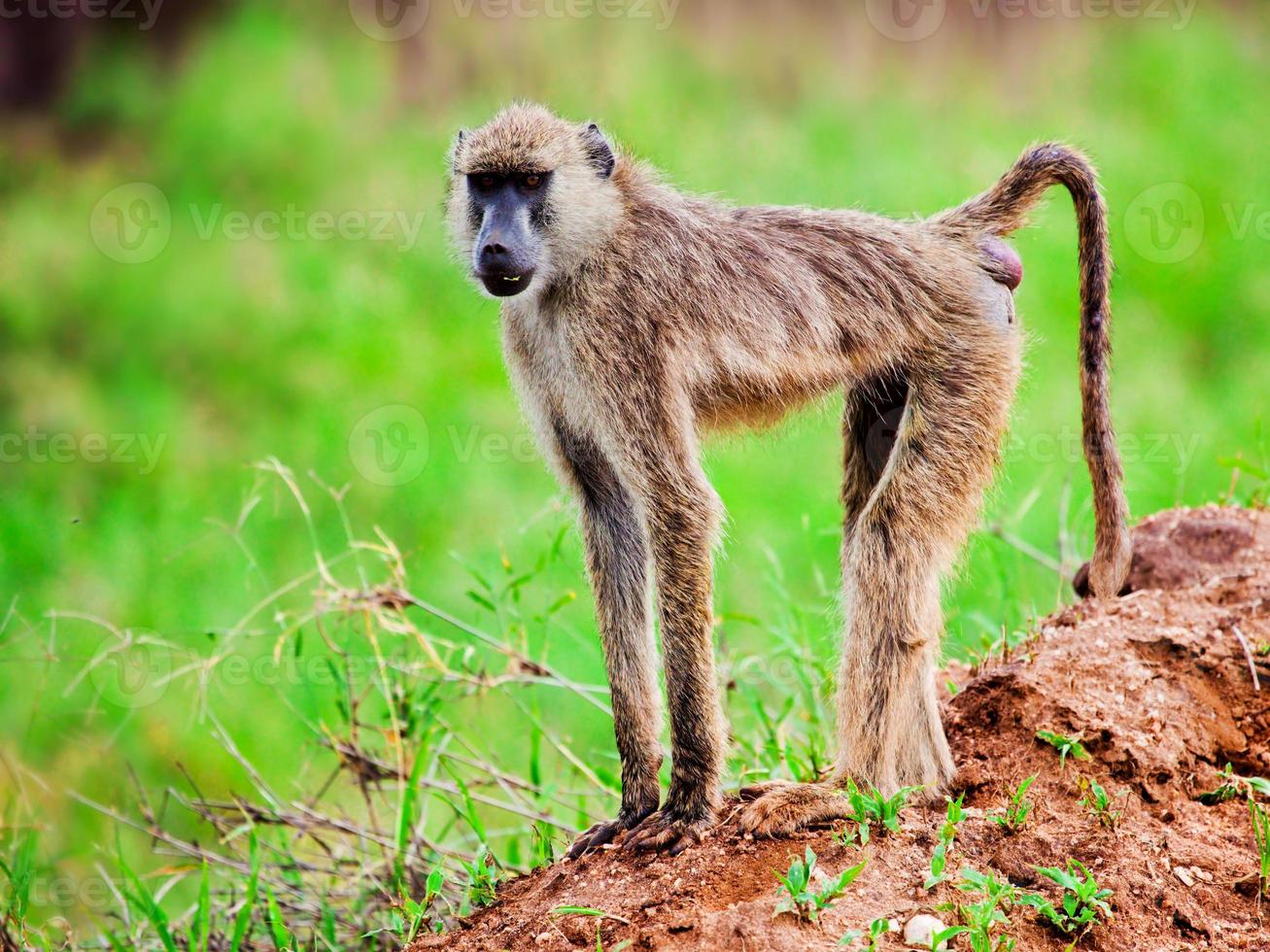 Pavianaffe im afrikanischen Busch. Kenia foto