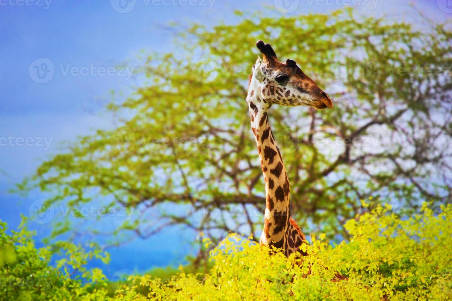 Giraffe im Busch. Safari in Tsavo West, Kenia, Afrika foto