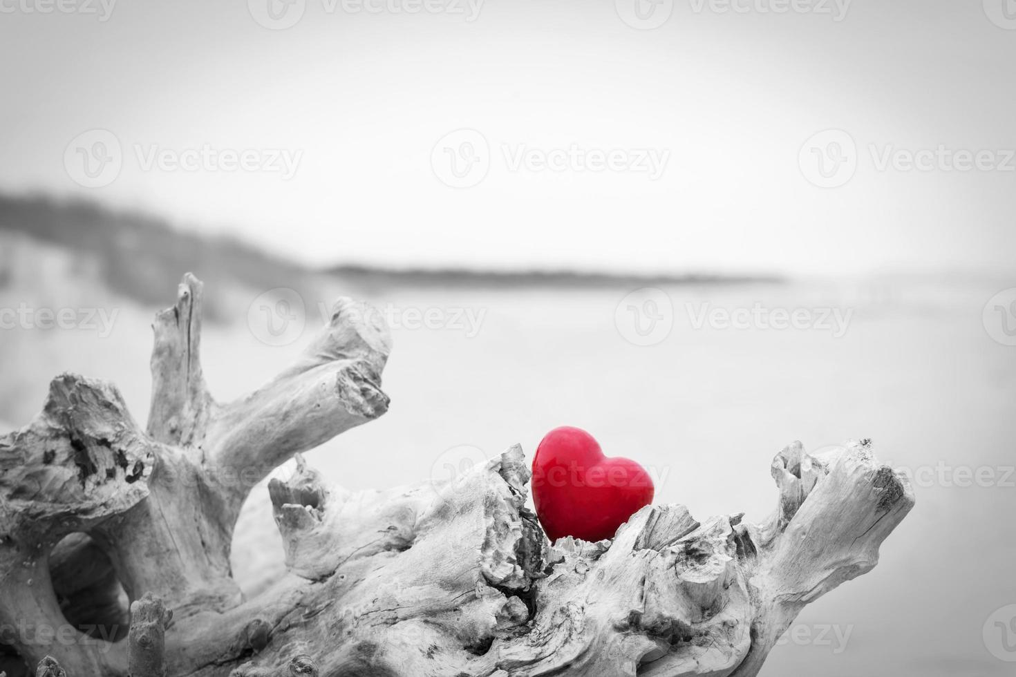 rotes Herz in einem Baumstamm am Strand. Liebessymbol. rot gegen schwarz und weiß foto