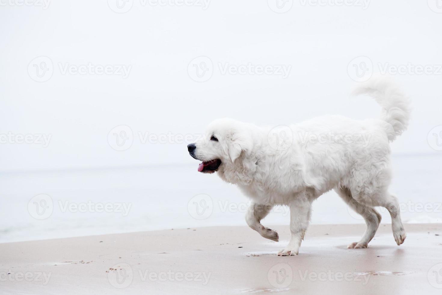 Süßer weißer Hund, der am Strand spazieren geht. Polnischer Tatra-Schäferhund foto