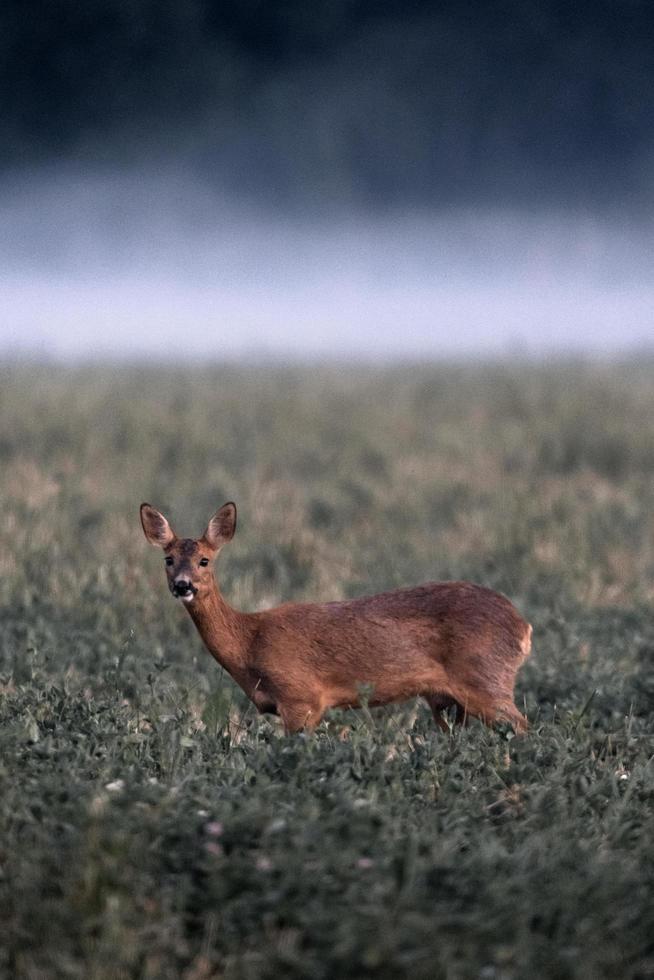 Rehe auf einem Feld an einem nebligen Sommermorgen foto