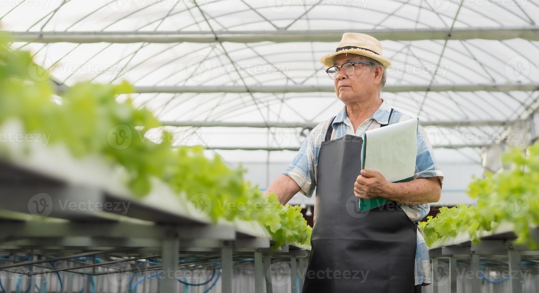 senior mann arbeitet im gewächshaus, hält klemmbrett, das die qualität des grünen salatanbaus prüft. asiatischer gartenbauer kultiviert gesunde ernährung organisches salatgemüse in hydrokulturfarm foto