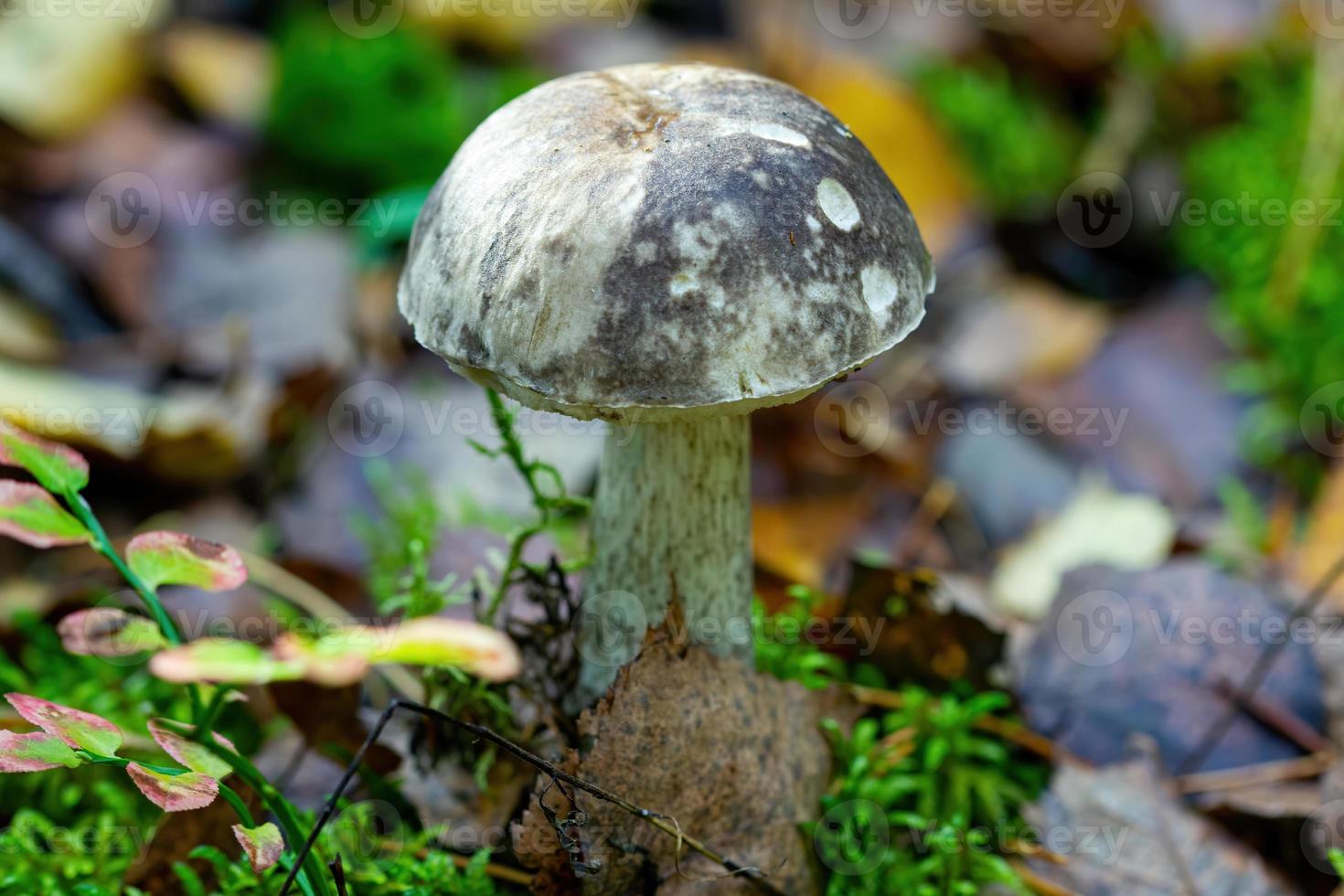 Steinpilz Nahaufnahme im Frühlingswald am Waldrand. foto