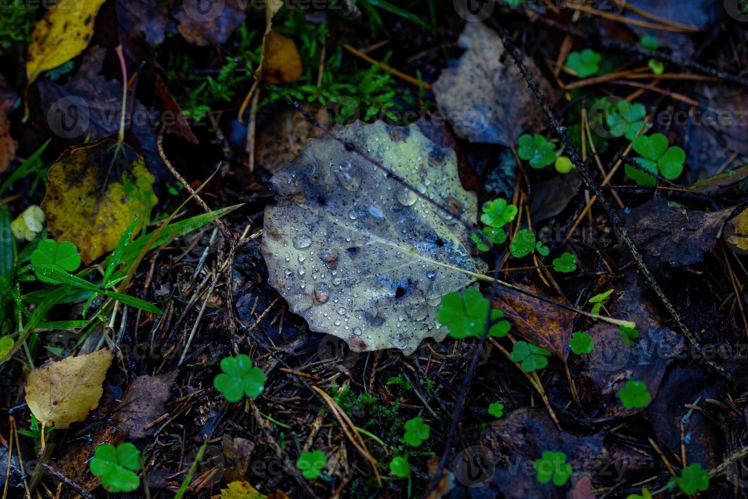 Herbstlaub im Wald mit Tautropfen. foto