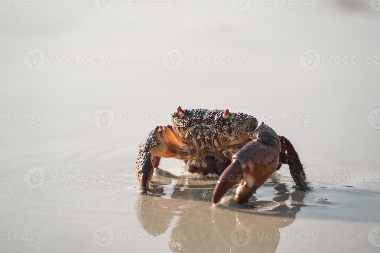 Krabbenwandern am weißen Sandstrand Gehen ins Meer, am Strand, am Meer, morgens lebt das Krabbenleben am Sandstrand. foto