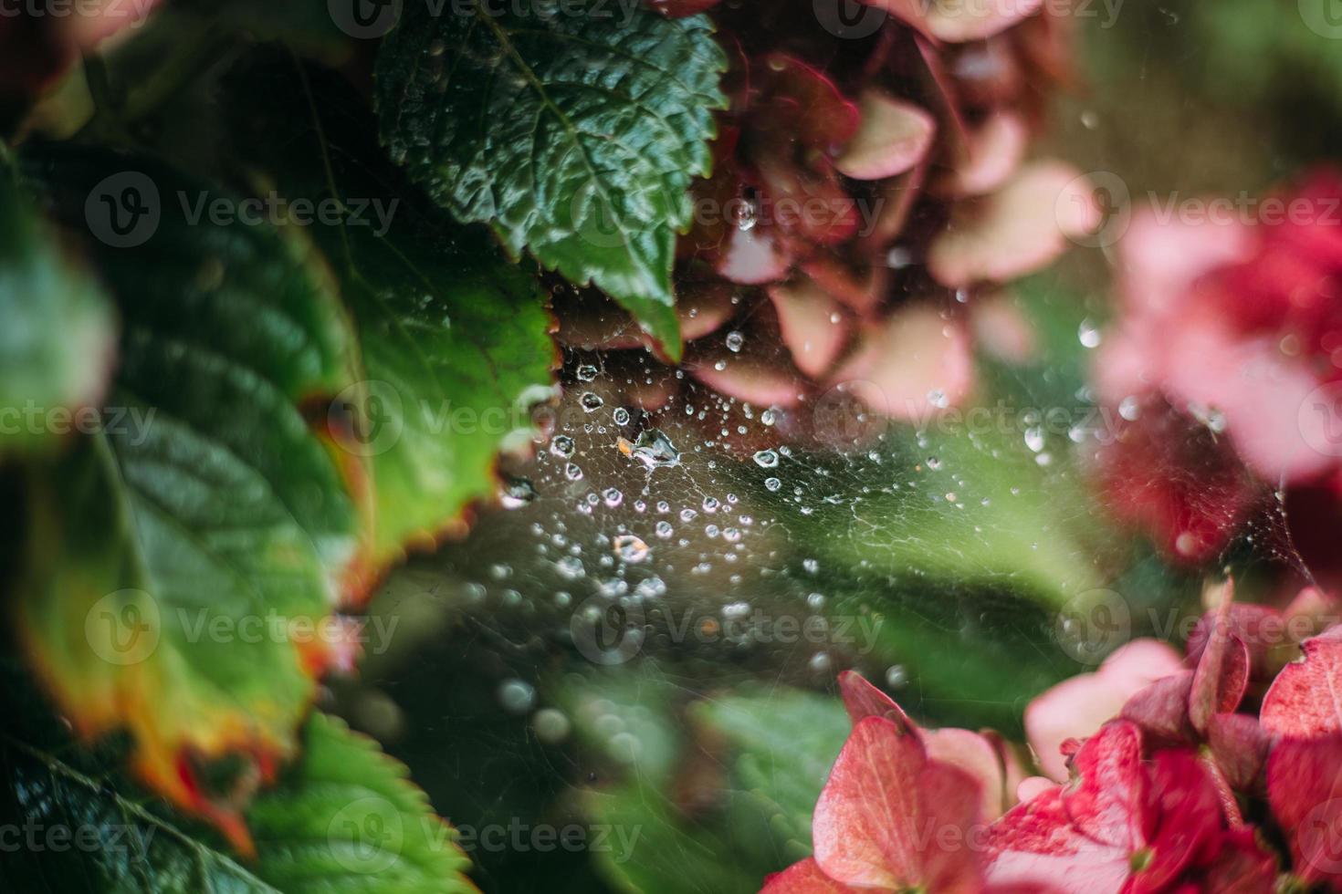 Bildung von Spinnennetzen zwischen zwei Blumen Rote Hortensie. foto