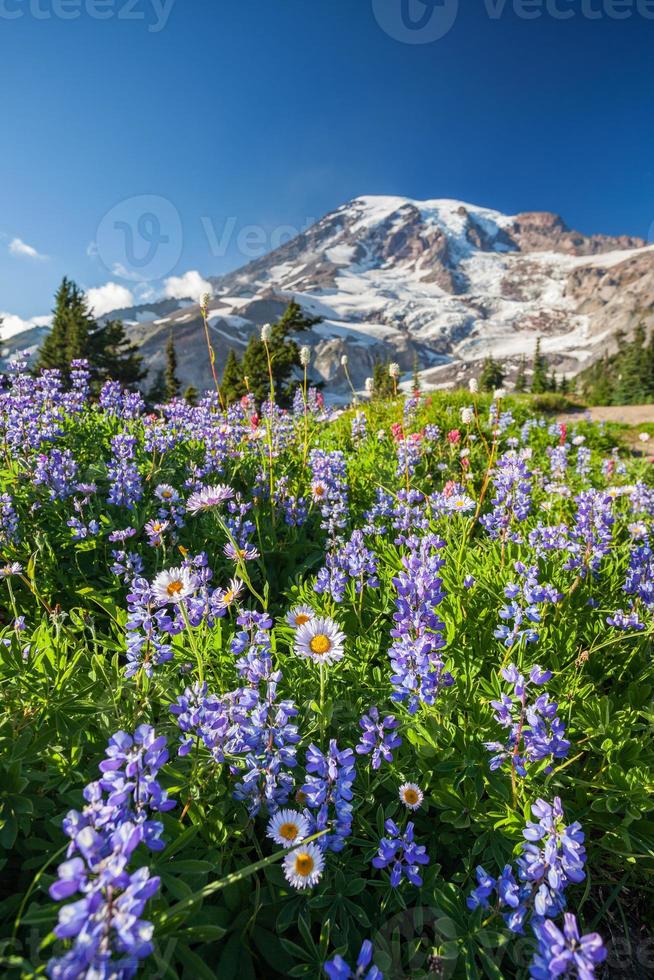 Mount Rainier und Wildblumen foto