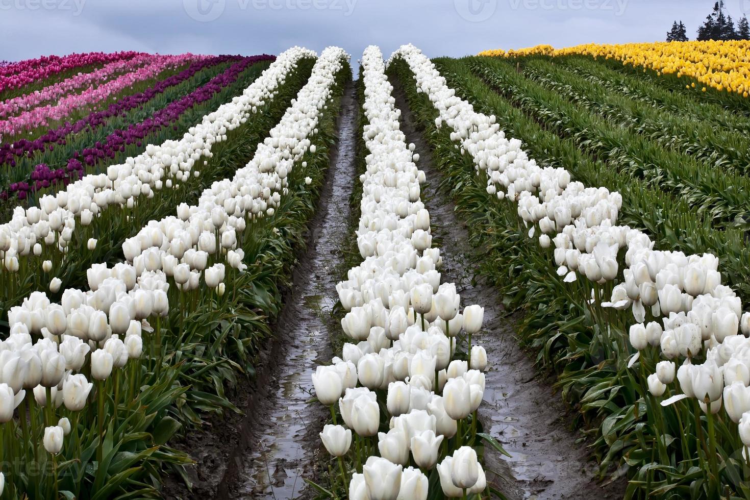 weiße Tulpe Hügel Blumen Skagit Valley Washington State foto