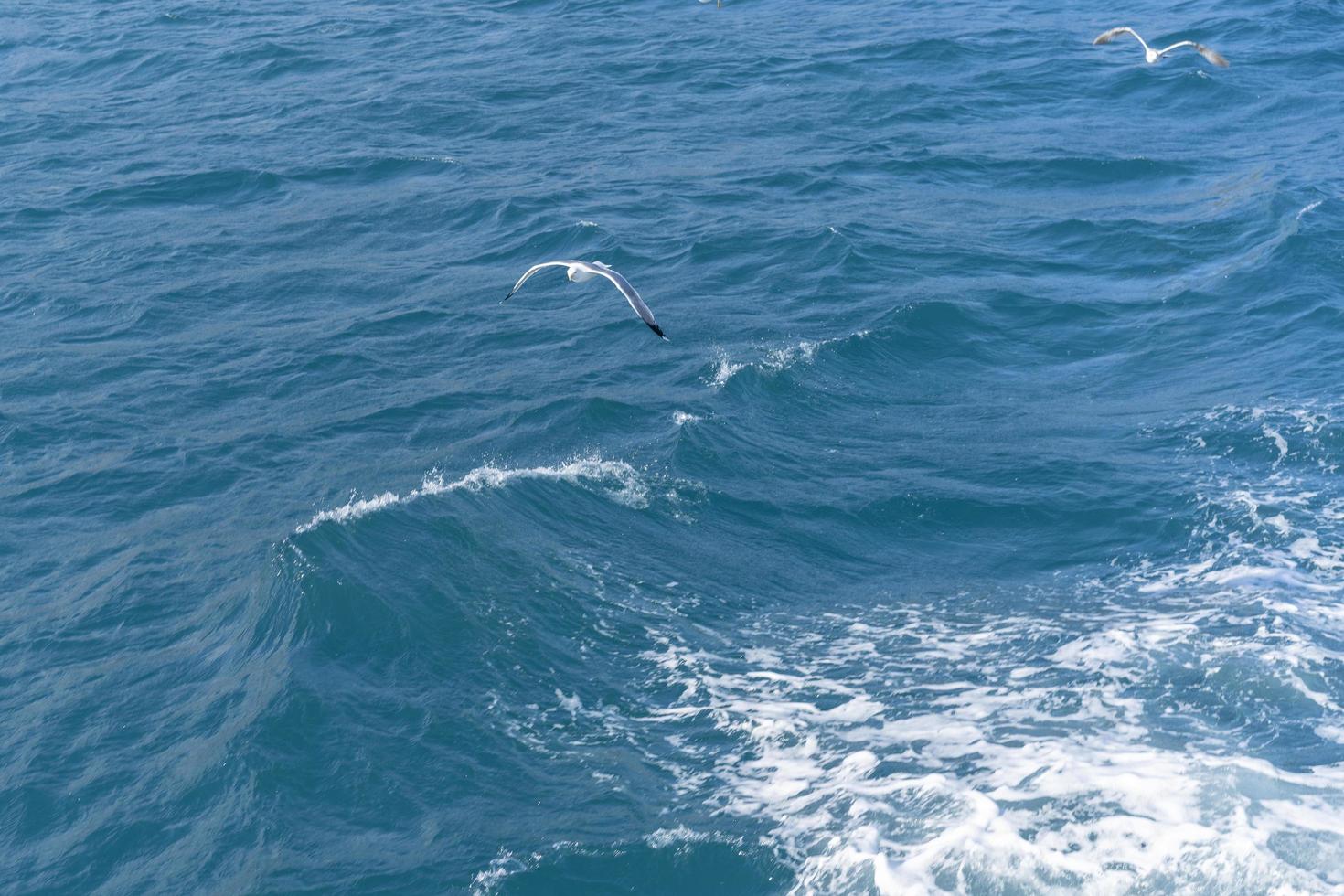 Blick auf die Wasseroberfläche des Meeres mit fliegenden Möwen. foto