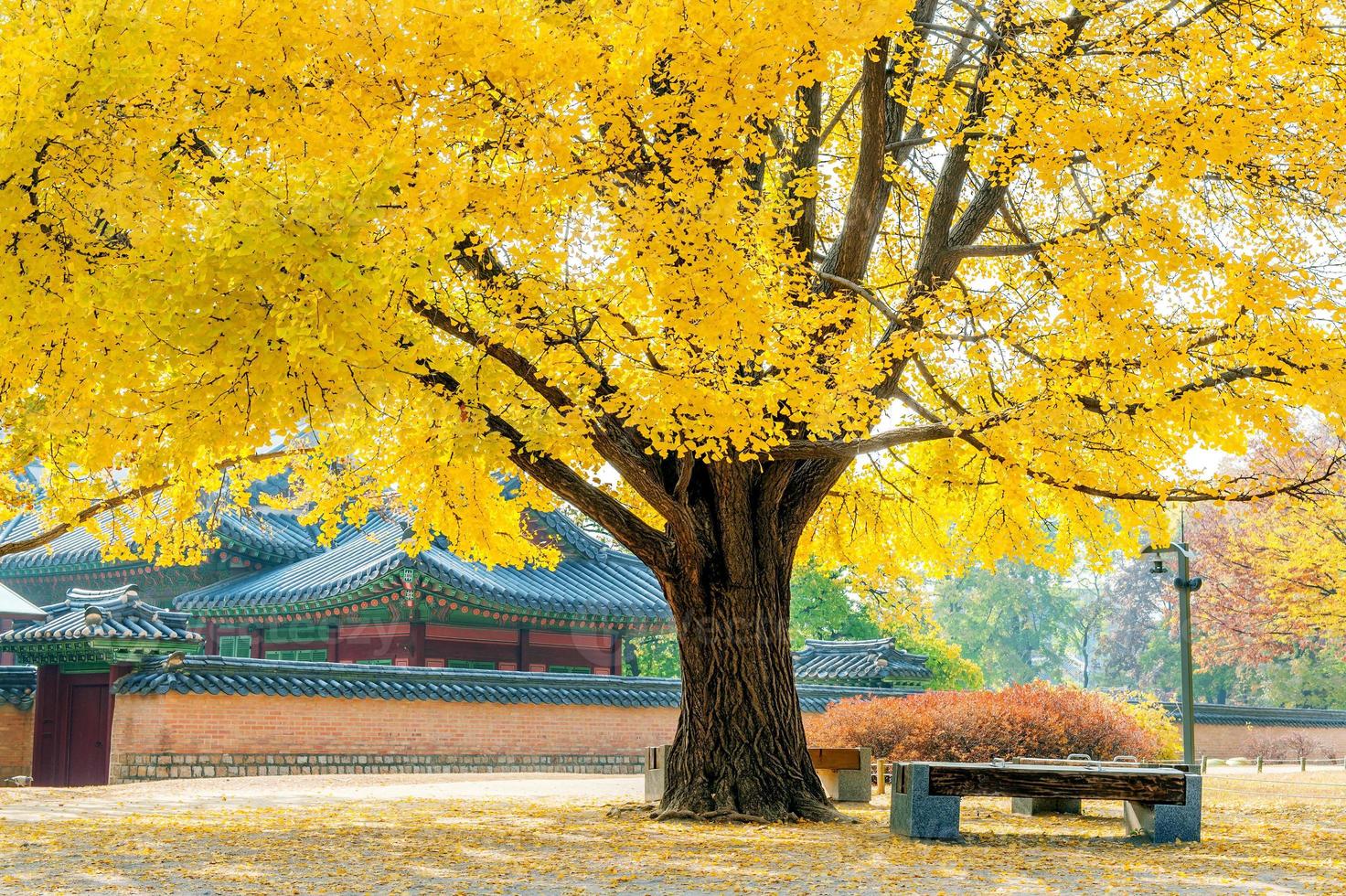 Herbst im Gyeongbukgung-Palast, Korea. foto