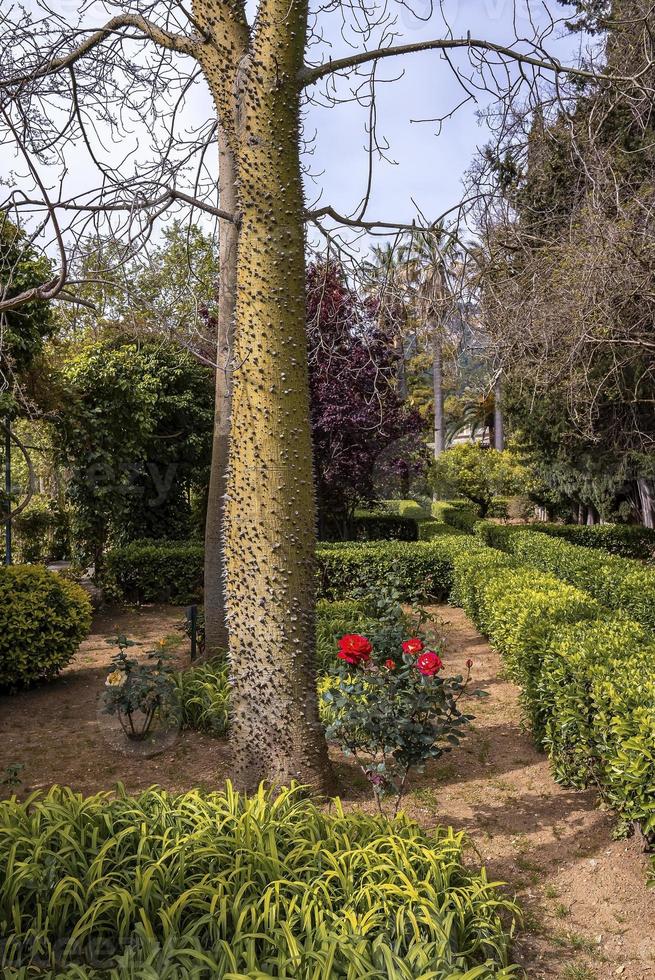 Bäume und Pflanzen, die im Park gegen den Himmel in der historischen Stadt wachsen foto