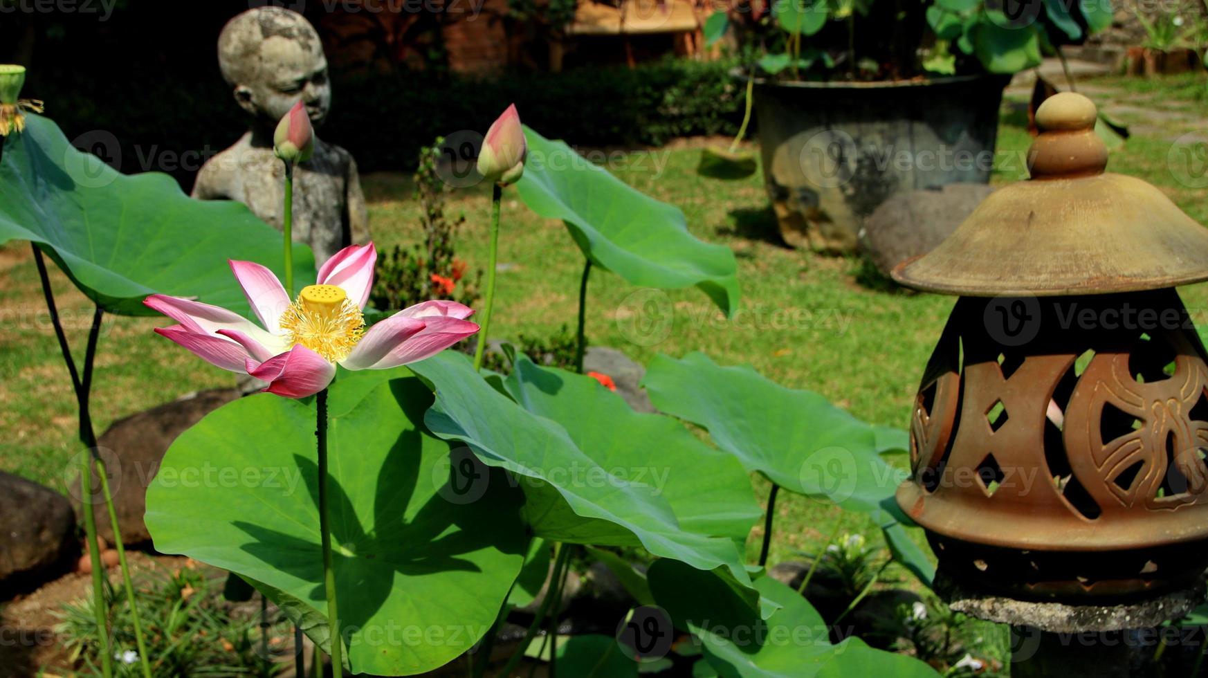 Natürliche Lotusblüte blüht in einem wunderschönen Garten foto